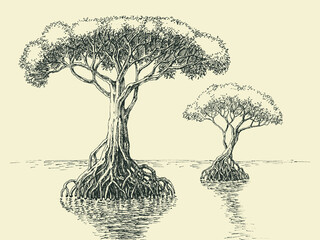 Mangrove tree hand drawing. Tropical trees growing in salt waters