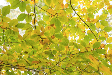 Beech tree autumnal foliage