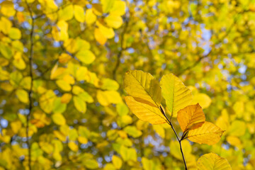 Obraz premium Beech tree autumnal foliage