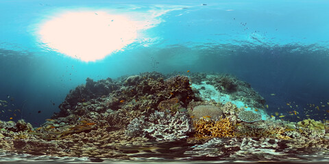 Naklejka na ściany i meble Tropical Fish Corals Marine Reef. Underwater Sea Tropical Life. Tropical underwater sea fishes. Underwater fish reef marine. Tropical colorful underwater seascape. Philippines. 360 panorama VR