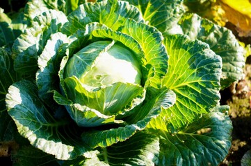 green cabbage grown in the garden