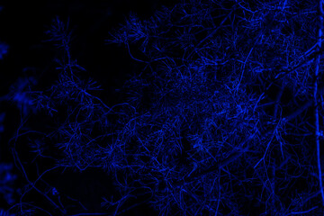 Christmas night background. Blue lighted pine tree in the forest.