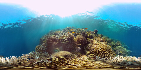 Naklejka na ściany i meble Tropical colourful underwater seas. Coral Garden with Underwater Vibrant Fish. Underwater tropical colourful soft-hard corals seascape. Philippines. 360 panorama VR
