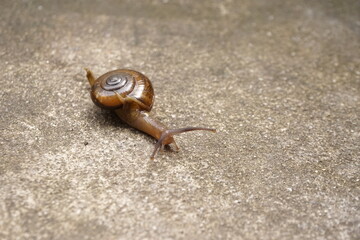 Tiny land snail walking in soil. Focus on conch's back. Isolated background 