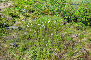 Obraz premium White flowers next to a footpath in Norway