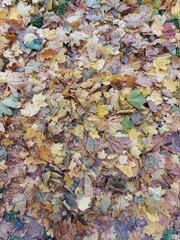 autumn leaves background