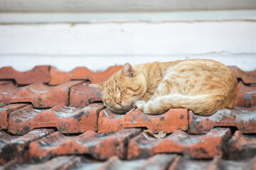 Cat sleeping on the roof