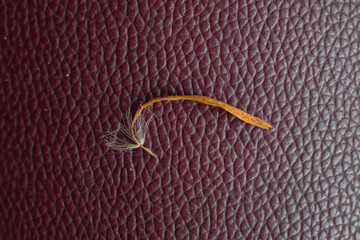 A selective focused dried flower petal with seed on a maroon textured leather surface