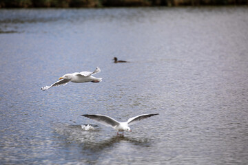 Seagulls in flight over the waters surface