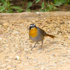 Addo Elephant National Park: Cape Robin-chat