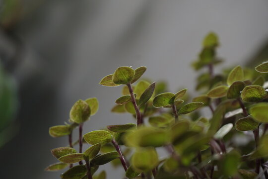A close up of Callisia Repens (Tanaman Kribo) as ornamental foliage