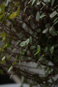 A close up of Callisia Repens (Tanaman Kribo) as ornamental foliage