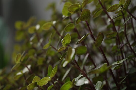 A close up of Callisia Repens (Tanaman Kribo) as ornamental foliage