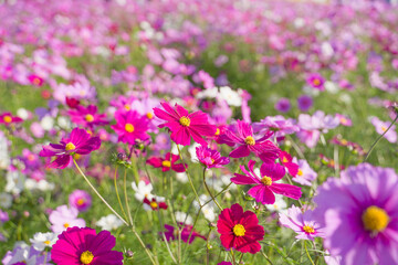 Cosmos flowers in a park