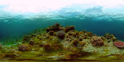 Fototapeta na wymiar Tropical fishes and coral reef at diving. Beautiful underwater world with corals and fish. 360 panorama VR