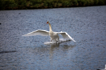 Swan landing on a lake