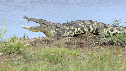 Crocodile with mouth open, Moremi Game Reserve, Botswana 