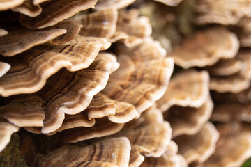 mushrooms on the tree