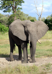 Obraz premium Elephant at salt lick, Moremi Game Reserve, Botswana 