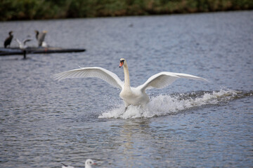 Swan landing on a lake