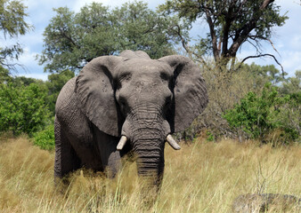 Fototapeta na wymiar Male elephant, Moremi Game Reserve, Botswana 