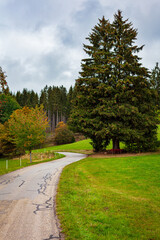 Autumn landscape, a road through the forest, a wooden bench under a coniferous tree