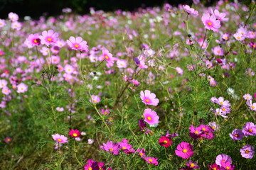コスモス畑の