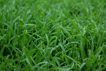 spring season abstract natural background of green rice farm close up with water drop . grass with water drops . 