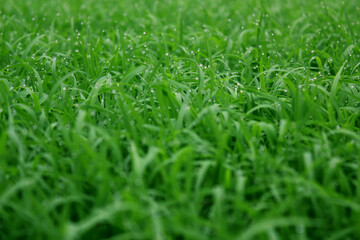 spring season abstract natural background of green rice farm close up with water drop . grass with water drops . 