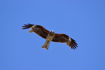 春の空に羽ばたく鳶