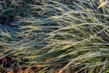  green grass covered with hoarfrost