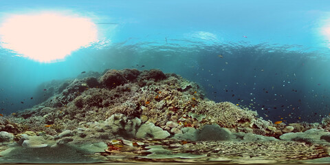 Fototapeta na wymiar Underwater Scene Coral Reef. Underwater sea fish. Tropical reef marine. Colourful underwater seascape. Philippines. Virtual Reality 360.