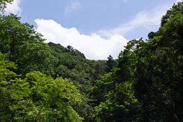 山から空を眺めた風景写真