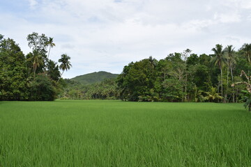 rice field