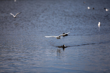Seagull flying over the waters surface