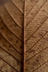 Extreme close up macro of an autumn leaf with fine detail