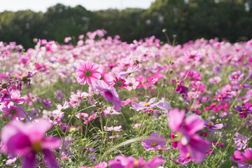 Cosmos flowers in a park