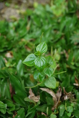 A focus on pepper elder or Sirih Cina as herbal weed plants in greenery ground 
