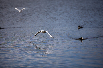 Seagull flying over the waters surface