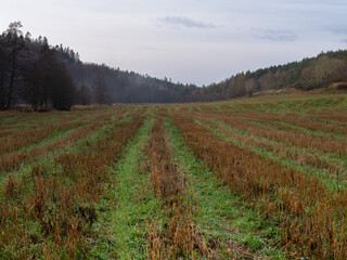 Fototapeta na wymiar Autumn field after harvest. Brown Straw is left in lines in the field. It is November in Sweden.