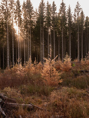 Yellow small pine trees in autumn colors. The sun is shining through a tree line of pines and birch trees