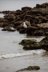 Seagull on the rocks, with waves breaking in the foreground 