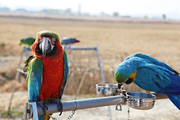 한국공원에서만난앵무새동호회회원들과같이찍은사잔입니다