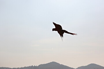 한국공원에서만난앵무새동호회회원들과같이찍은사잔입니다