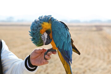 한국공원에서만난앵무새동호회회원들과같이찍은사잔입니다