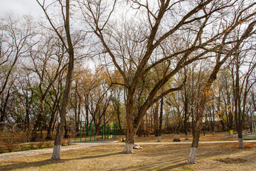 Naklejka premium trees in the park