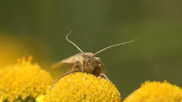 Butterfly Lamoria clathrella, hairy insect sits on yellow flower, macro, grass on green background, forest, field, garden, Central Europe, 4k
Lamoria is a genus of small moths belonging to the family 