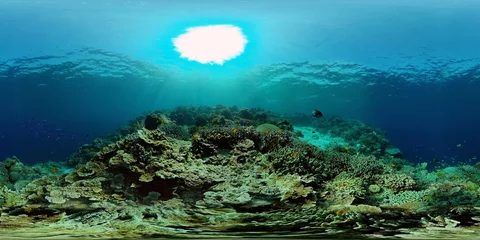 Foto op Aluminium Sealife, Diving near a coral reef. Beautiful colorful tropical fish on the lively coral reefs underwater. Philippines. 360 panorama VR © Alex Traveler