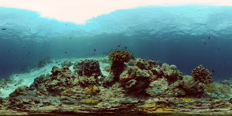 Naklejka na ściany i meble Reef Coral Tropical Garden. Tropical underwater sea fish. Colourful tropical coral reef. Philippines. 360 panorama VR