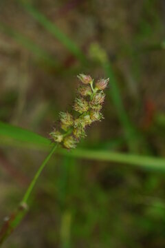 Small sharp wild plants in a stalk that can stuck in cloth. Bokeh and macro photography